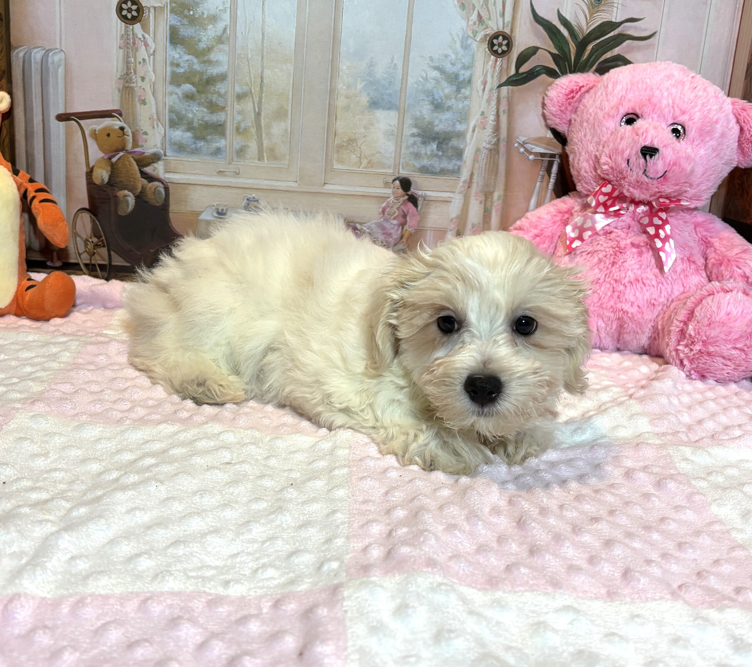 CRYSTAL – Chonzer (Bichon / Schnauzer Mix)