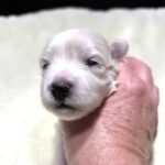 CRYSTAL – Chonzer (Bichon / Schnauzer Mix)