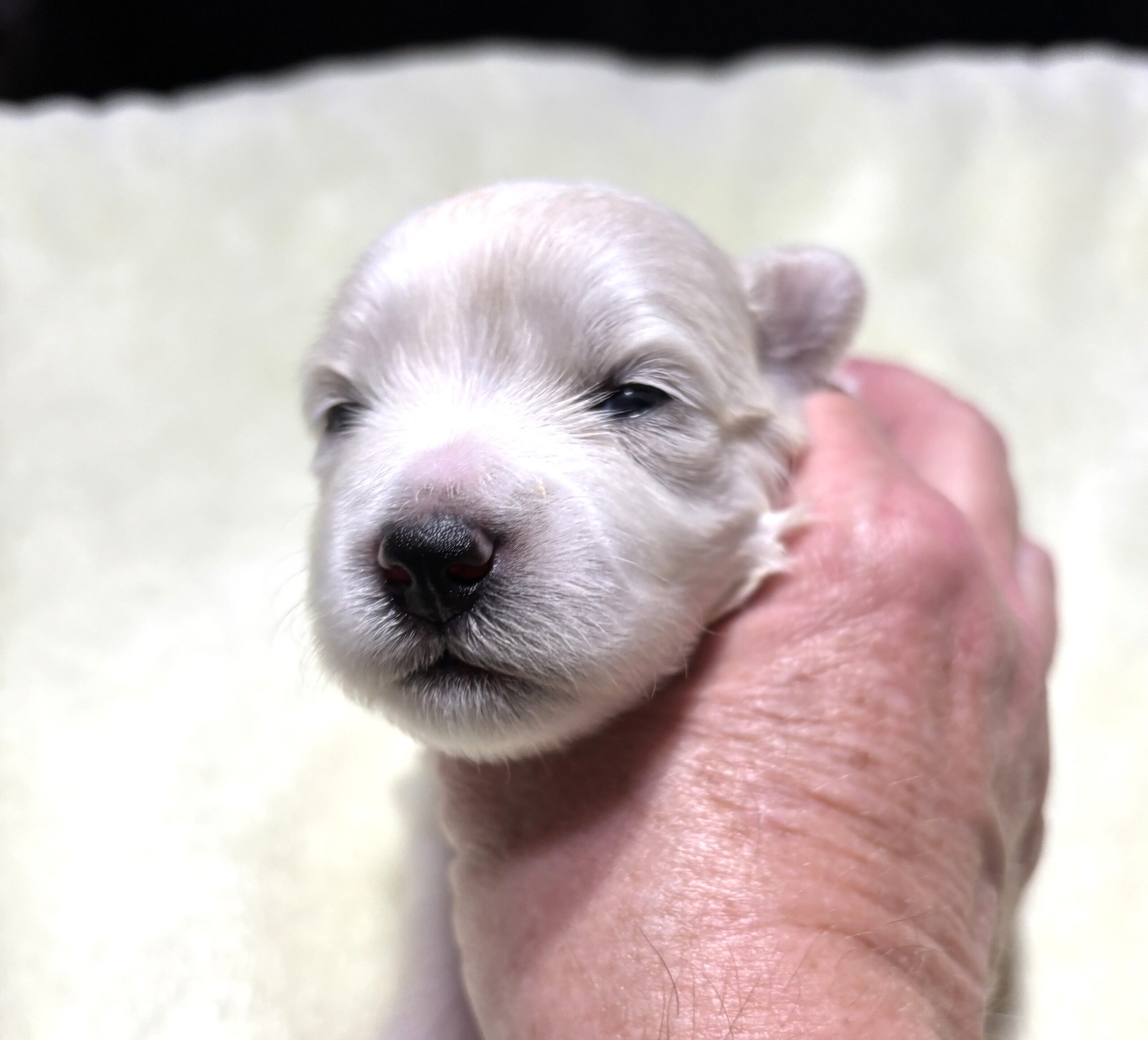 CRYSTAL – Chonzer (Bichon / Schnauzer Mix)