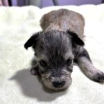 DAISY – Chonzer (Bichon / Schnauzer Mix)