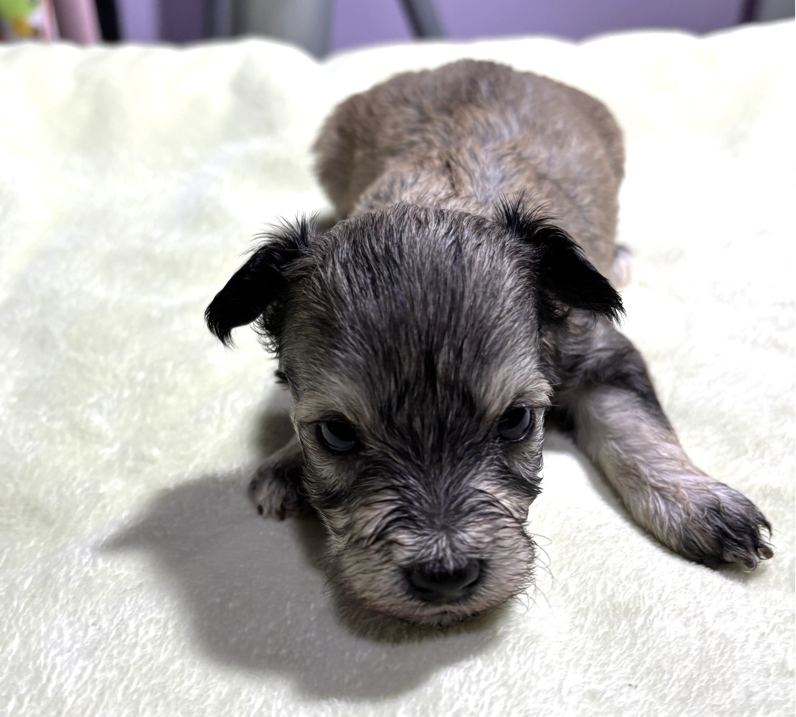 DAISY – Chonzer (Bichon / Schnauzer Mix)