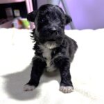 EBONY – Chonzer (Bichon / Schnauzer Mix)