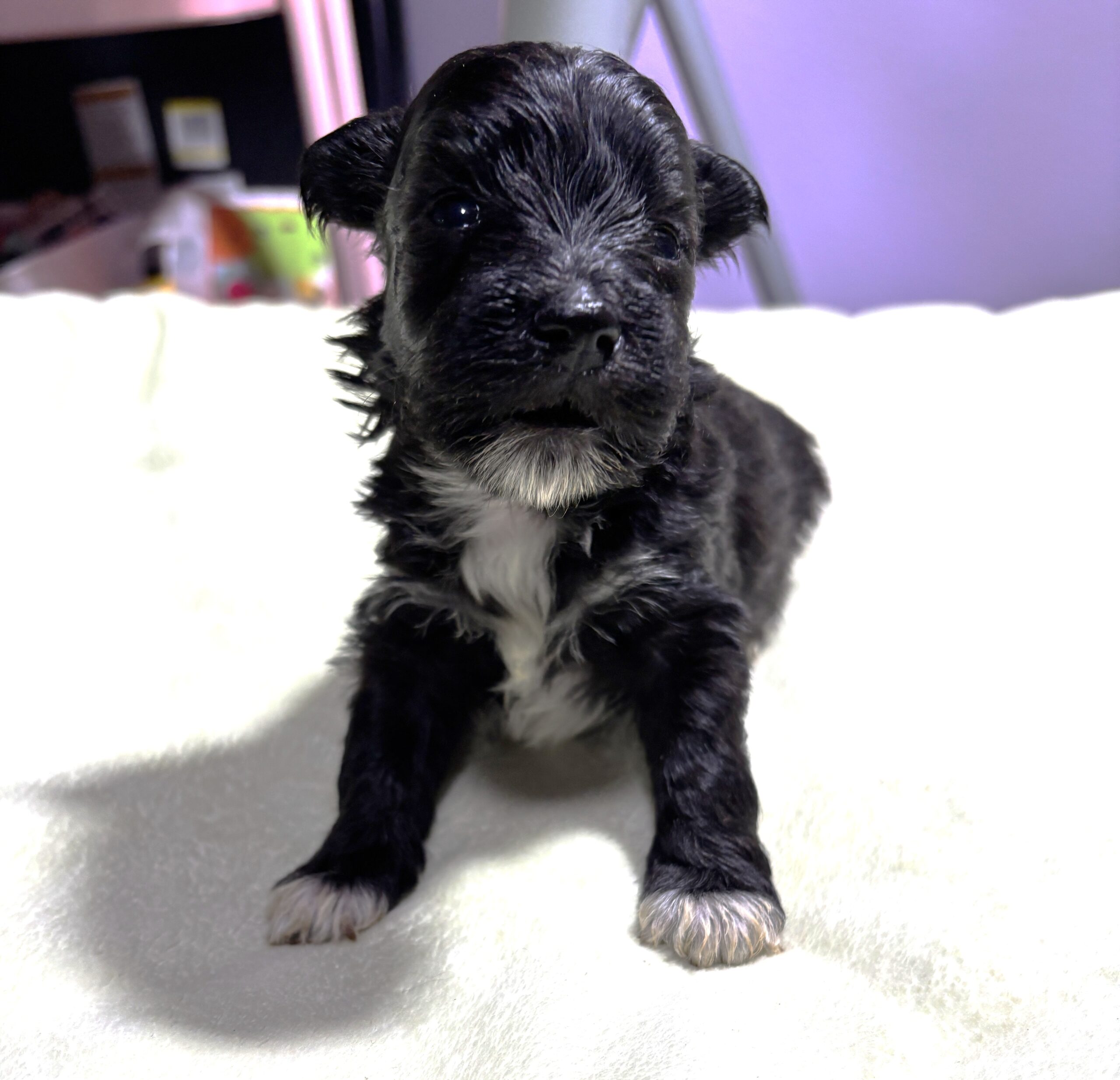 EBONY – Chonzer (Bichon / Schnauzer Mix)