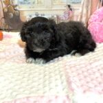 EBONY – Chonzer (Bichon / Schnauzer Mix)