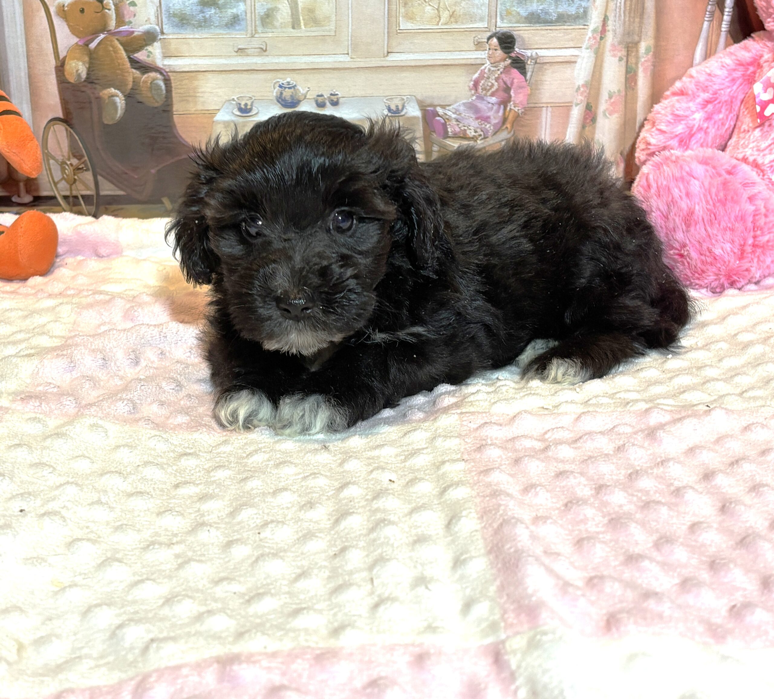 EBONY – Chonzer (Bichon / Schnauzer Mix)