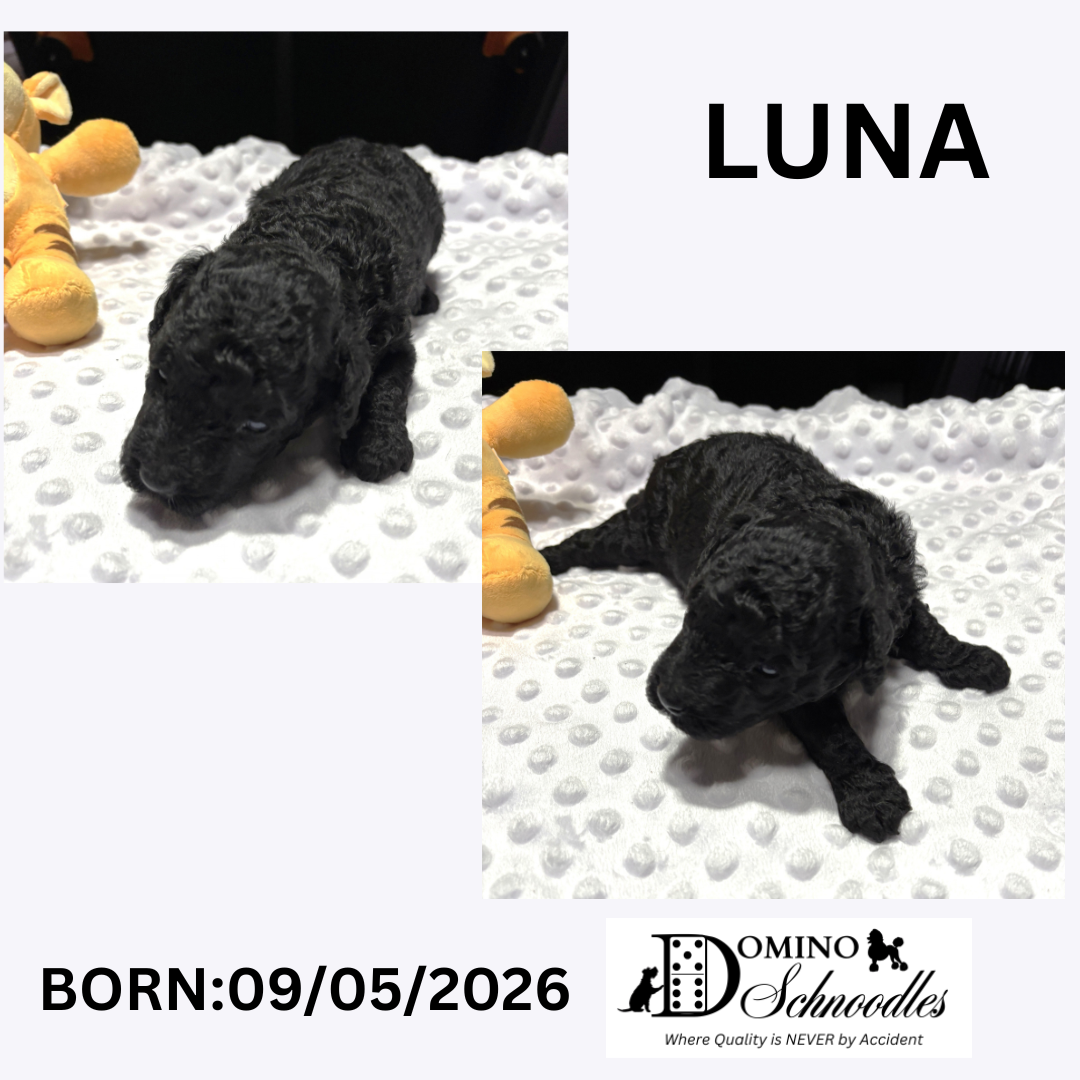 SAPPHIRE’s F1b Schnoodle Litter – ONLY 2 LEFT! Click ‘View Details’ to Learn More
