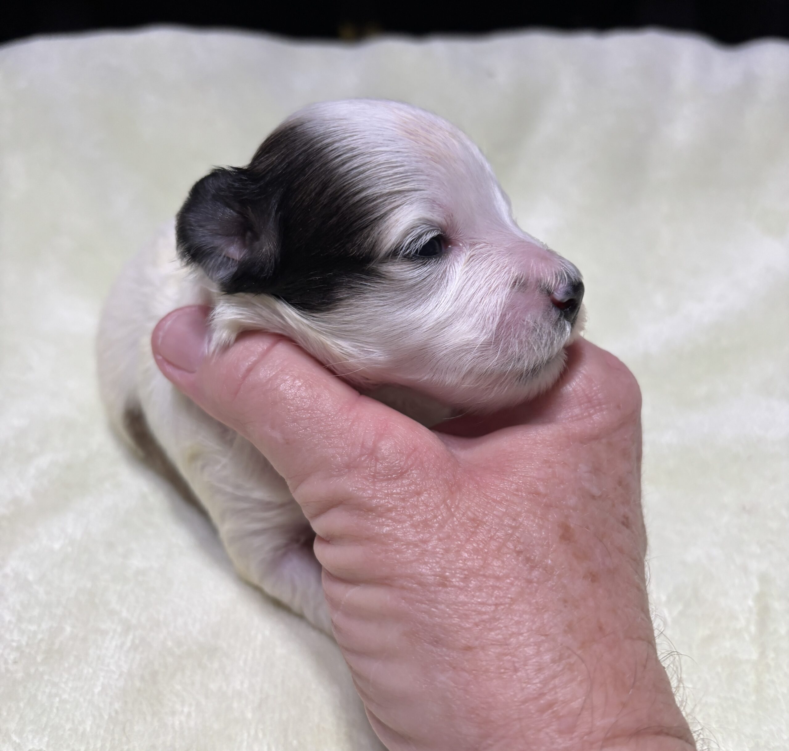 SANDY – Chonzer (Bichon / Schnauzer Mix)