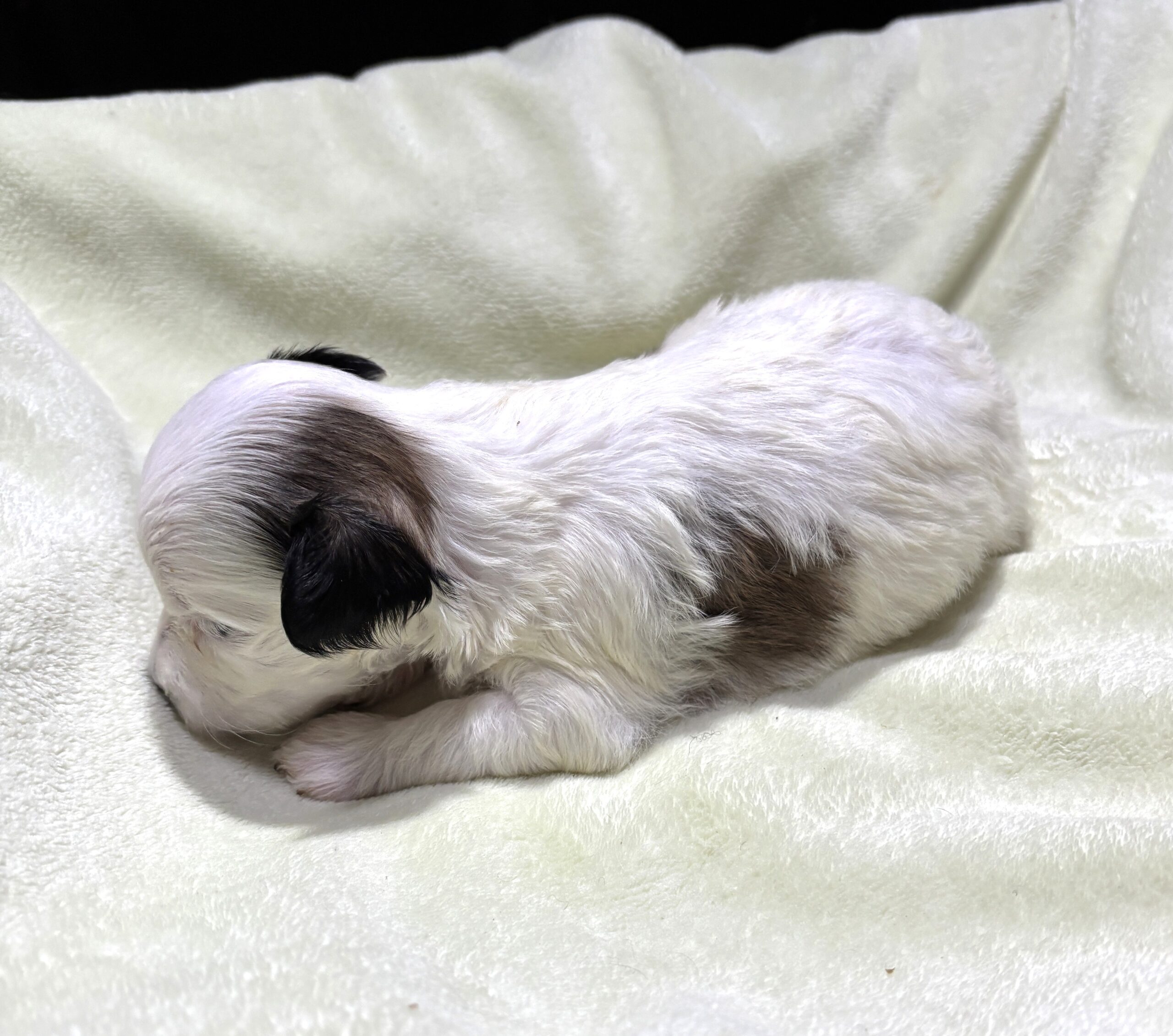 SANDY – Chonzer (Bichon / Schnauzer Mix)