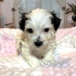 SANDY – Chonzer (Bichon / Schnauzer Mix)