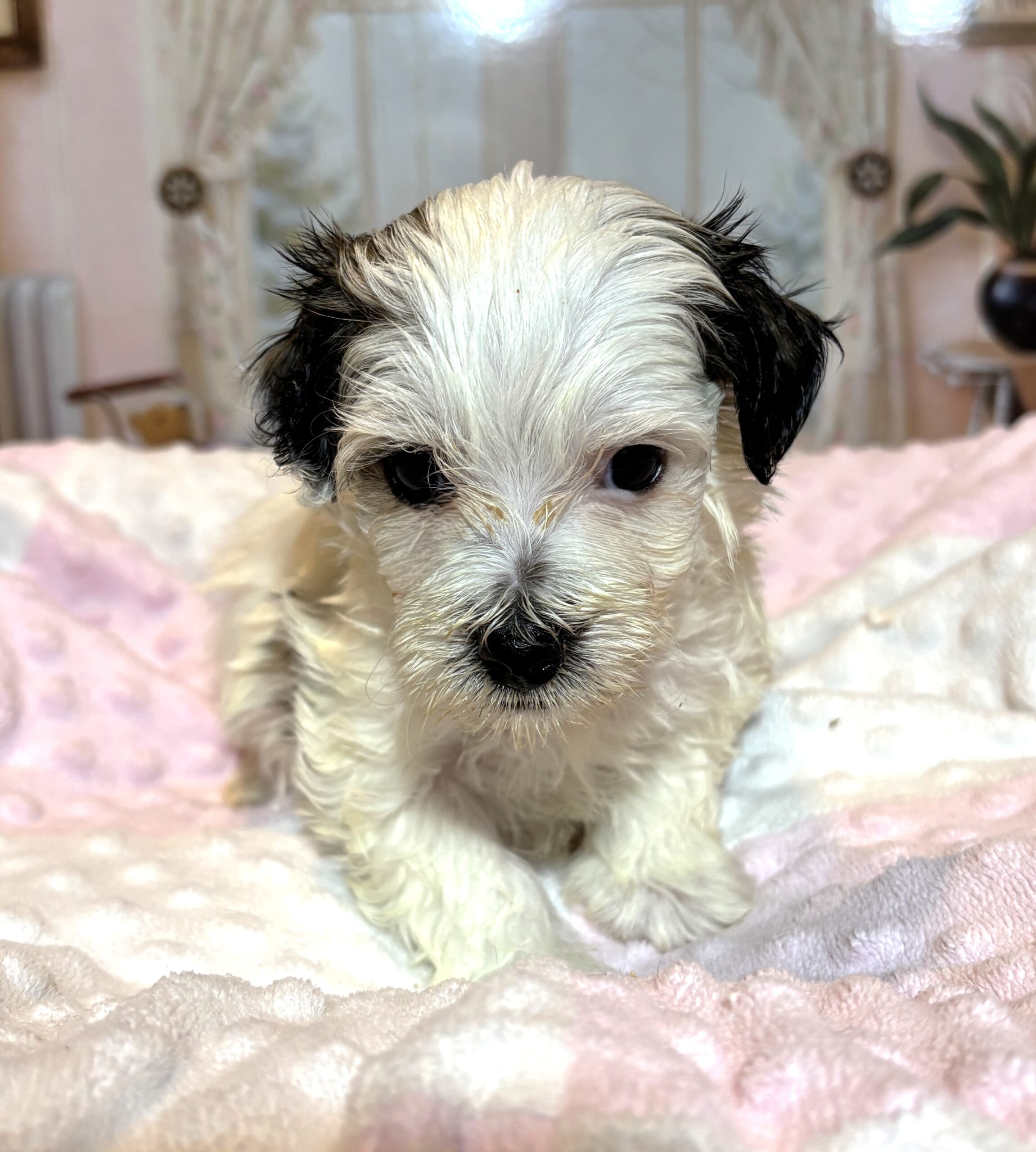 SANDY – Chonzer (Bichon / Schnauzer Mix)