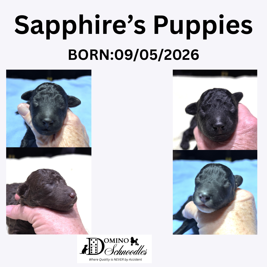 SAPPHIRE’s F1b Schnoodle Litter – Click ‘View Details’ to Learn More