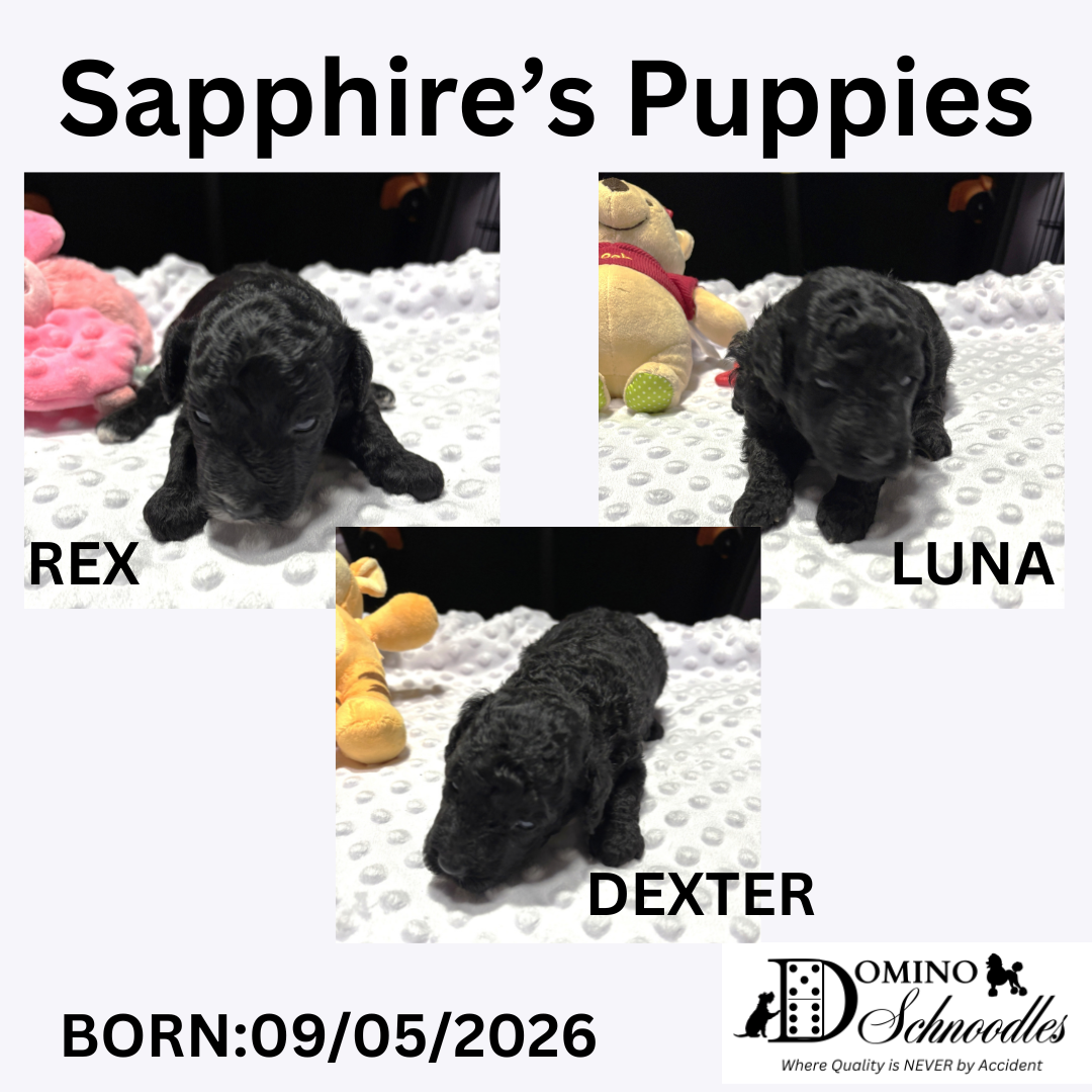 SAPPHIRE’s F1b Schnoodle Litter – Click ‘View Details’ to Learn More