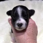 STELLA – Chonzer (Bichon / Schnauzer Mix)