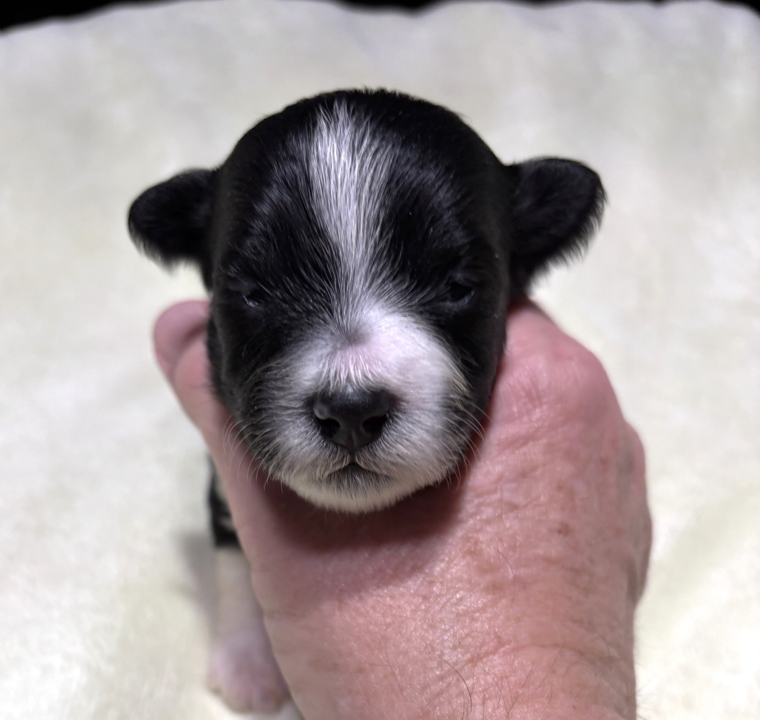 STELLA – Chonzer (Bichon / Schnauzer Mix)