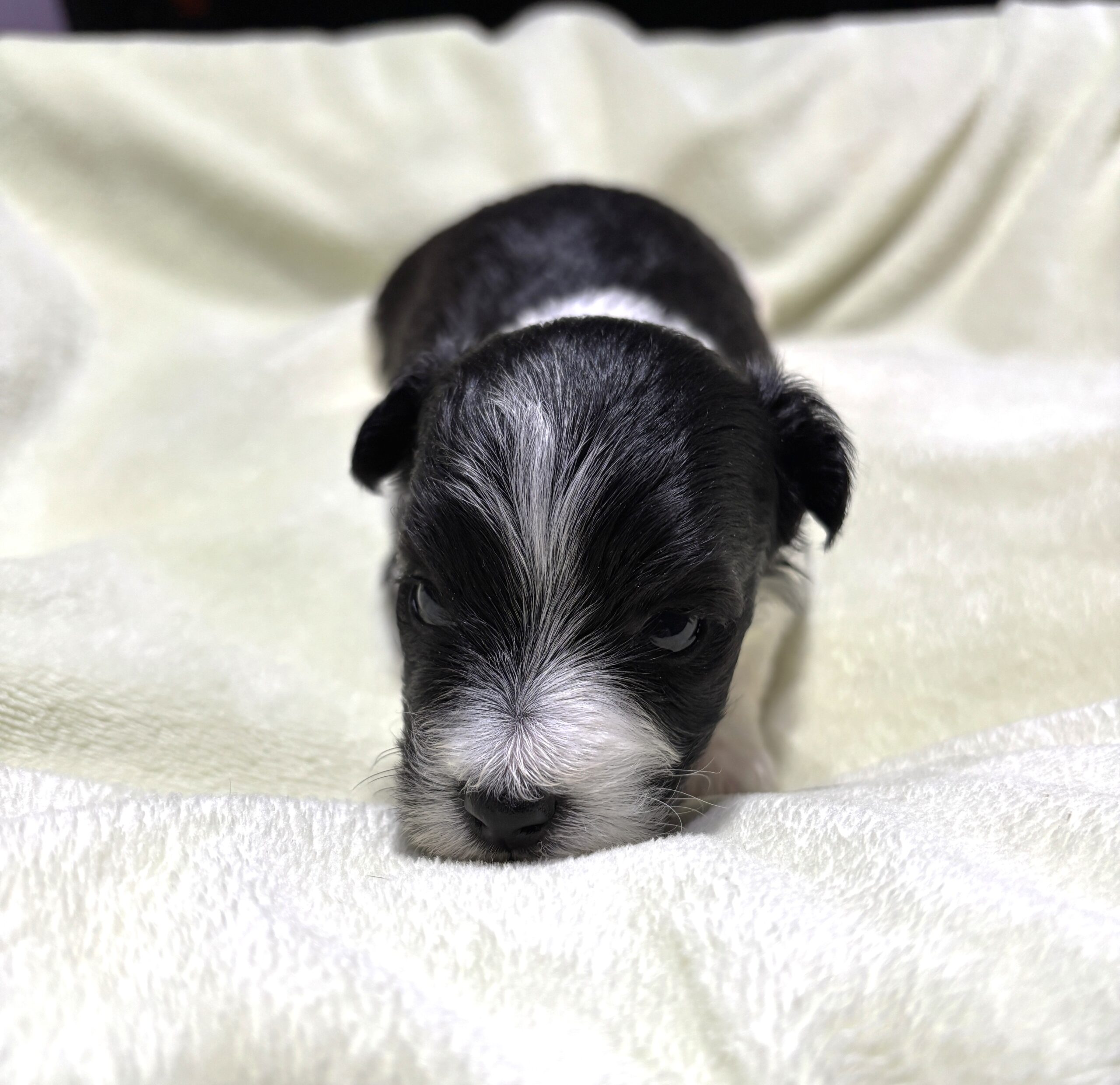 STELLA – Chonzer (Bichon / Schnauzer Mix)