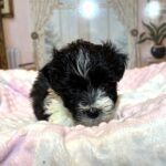 STELLA – Chonzer (Bichon / Schnauzer Mix)