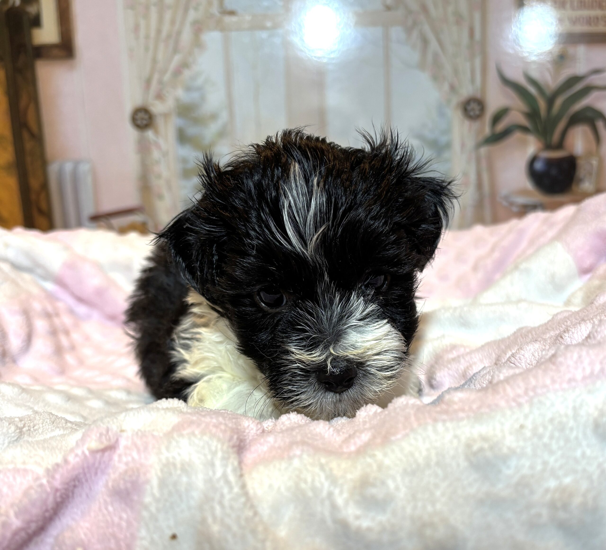 STELLA – Chonzer (Bichon / Schnauzer Mix)