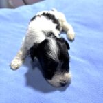 THOR – Chonzer (Bichon / Schnauzer Mix)