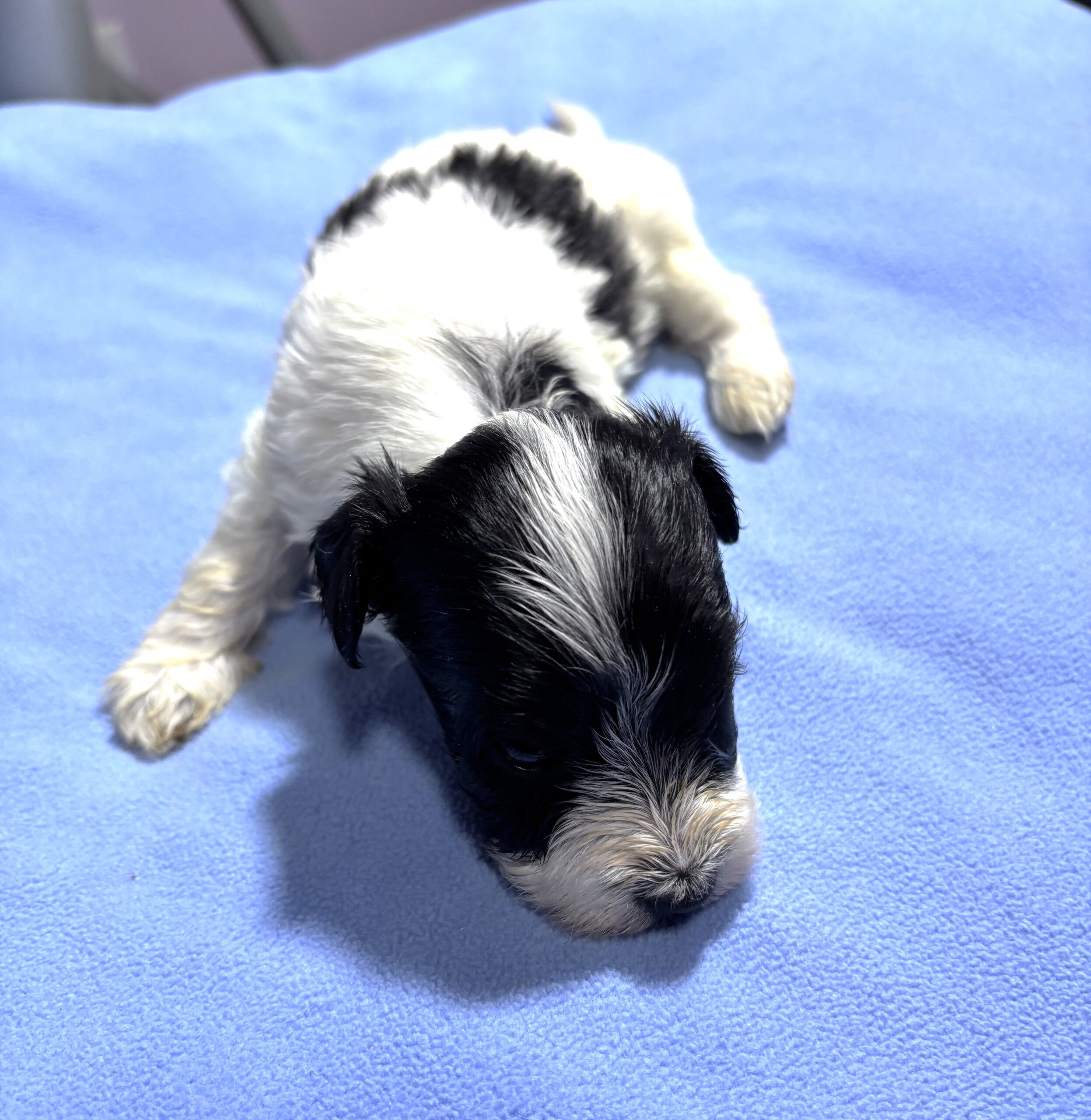 THOR – Chonzer (Bichon / Schnauzer Mix)