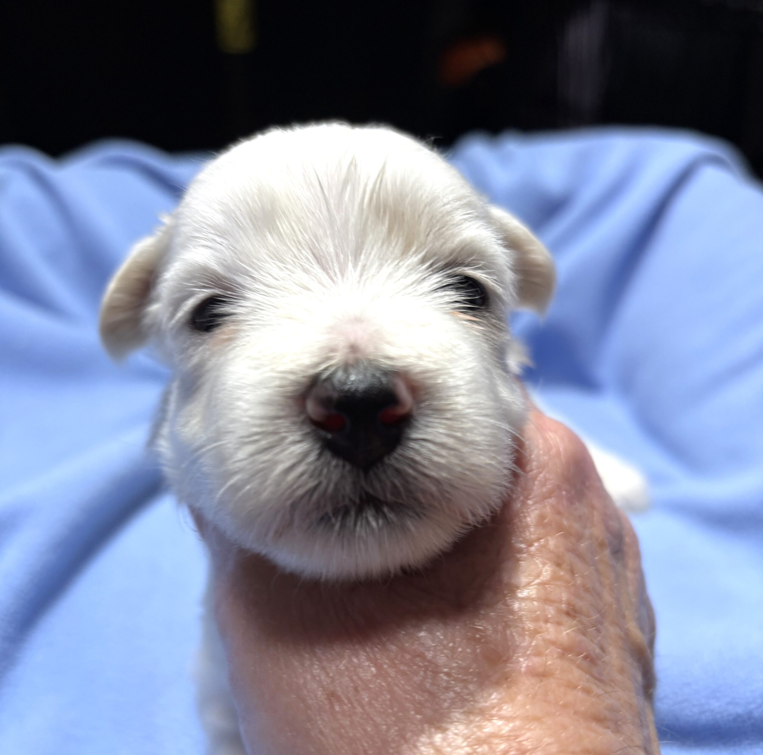 VINNIE – Chonzer (Bichon / Schnauzer Mix)