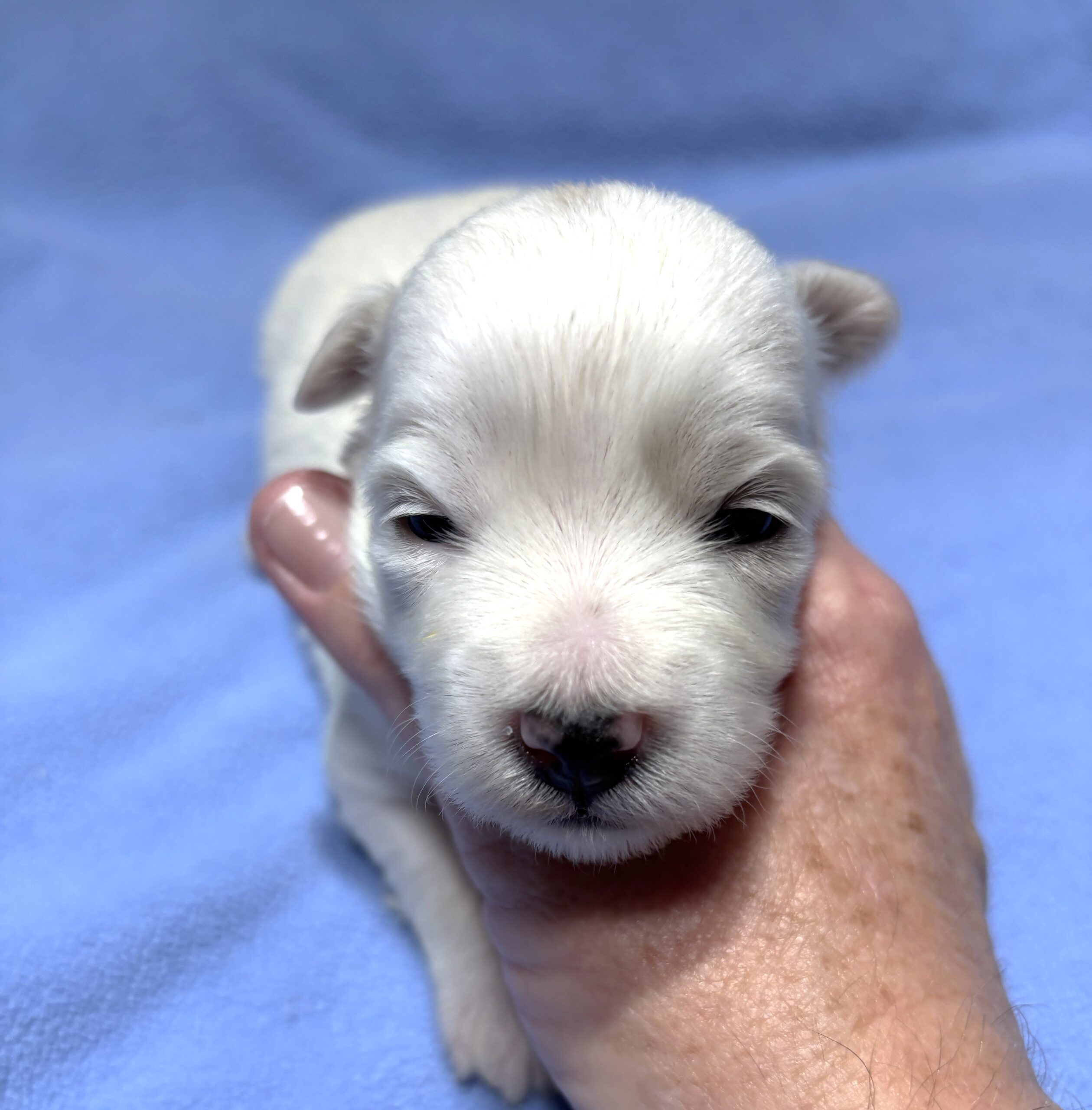 VINNIE – Chonzer (Bichon / Schnauzer Mix)