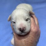 WINTER – Chonzer (Bichon / Schnauzer Mix)