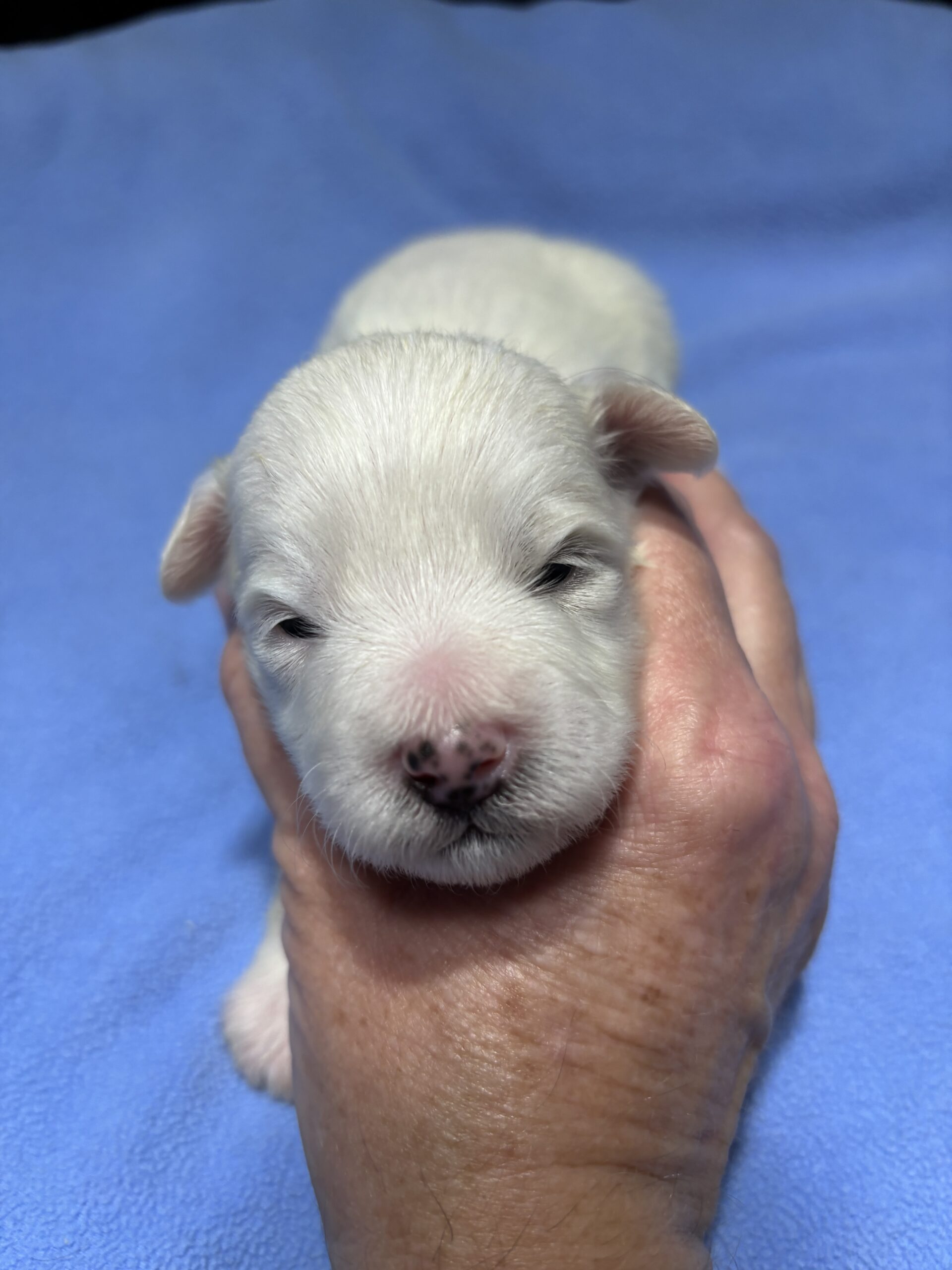 WINTER – Chonzer (Bichon / Schnauzer Mix)