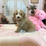 HONEY – Schnoodle – Small Paws, Big heart!