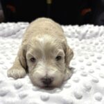 ISABELLE – Schnoodle – Ready to Be Your Best Friend!!