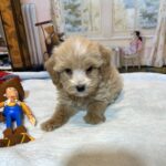 MYLES – Schnoodle – Cuteness That Stacks Up!!