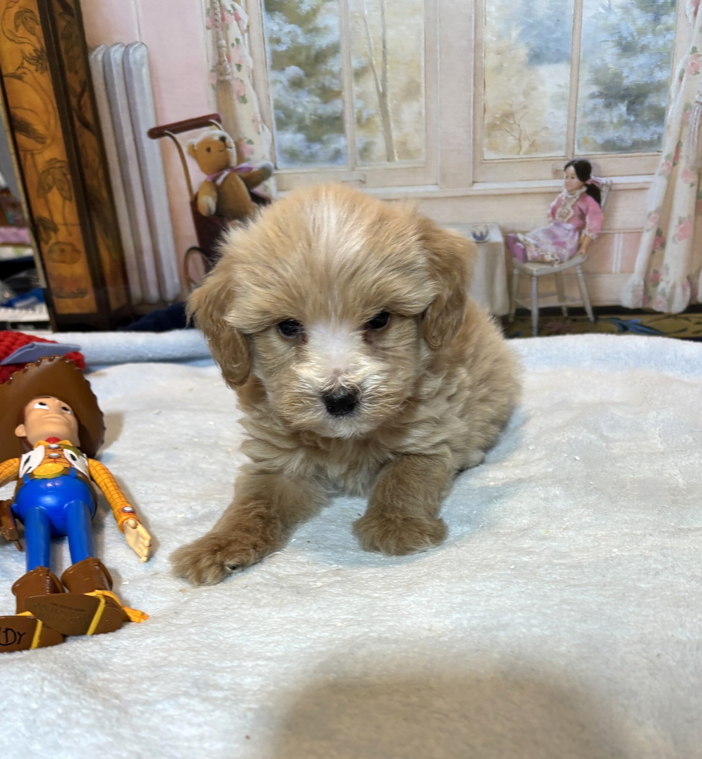 MYLES – Schnoodle – Cuteness That Stacks Up!!