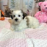 SANDY – Chonzer (Bichon / Schnauzer mix)