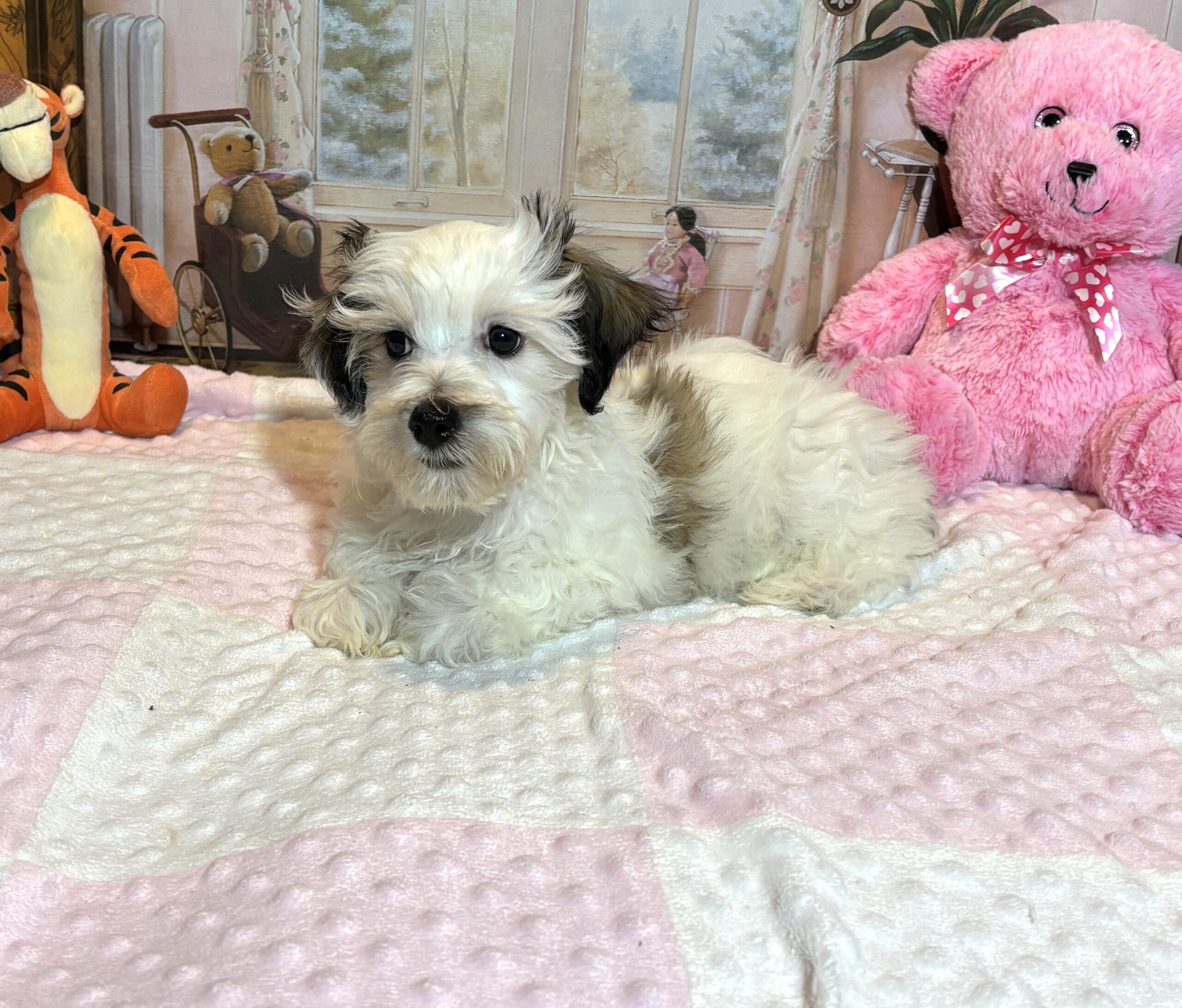 SANDY – Chonzer (Bichon / Schnauzer mix)