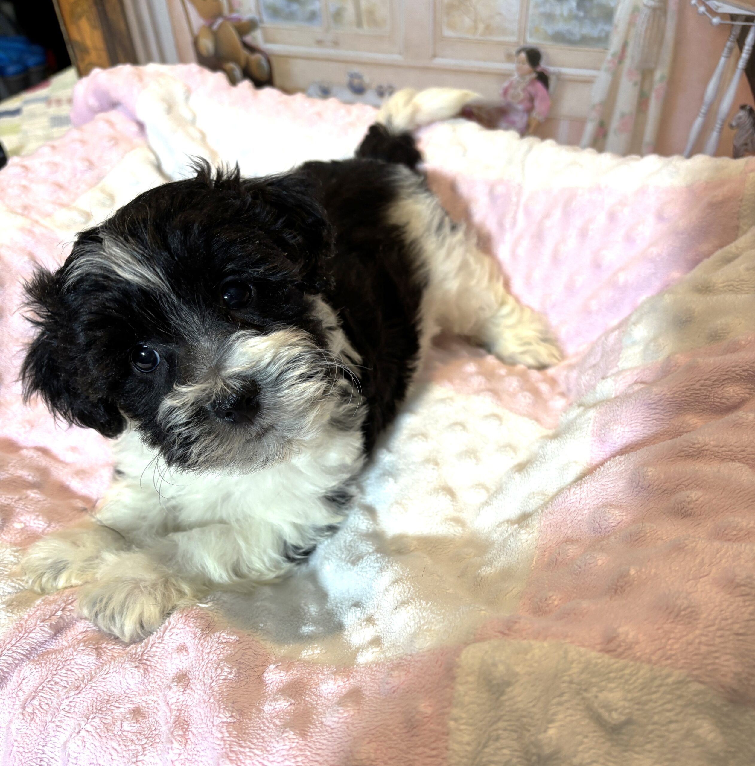 STELLA – Chonzer (Bichon / Schnauzer Mix)