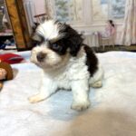 COMET – Schnoodle – Your New Best Friend Starts Here!