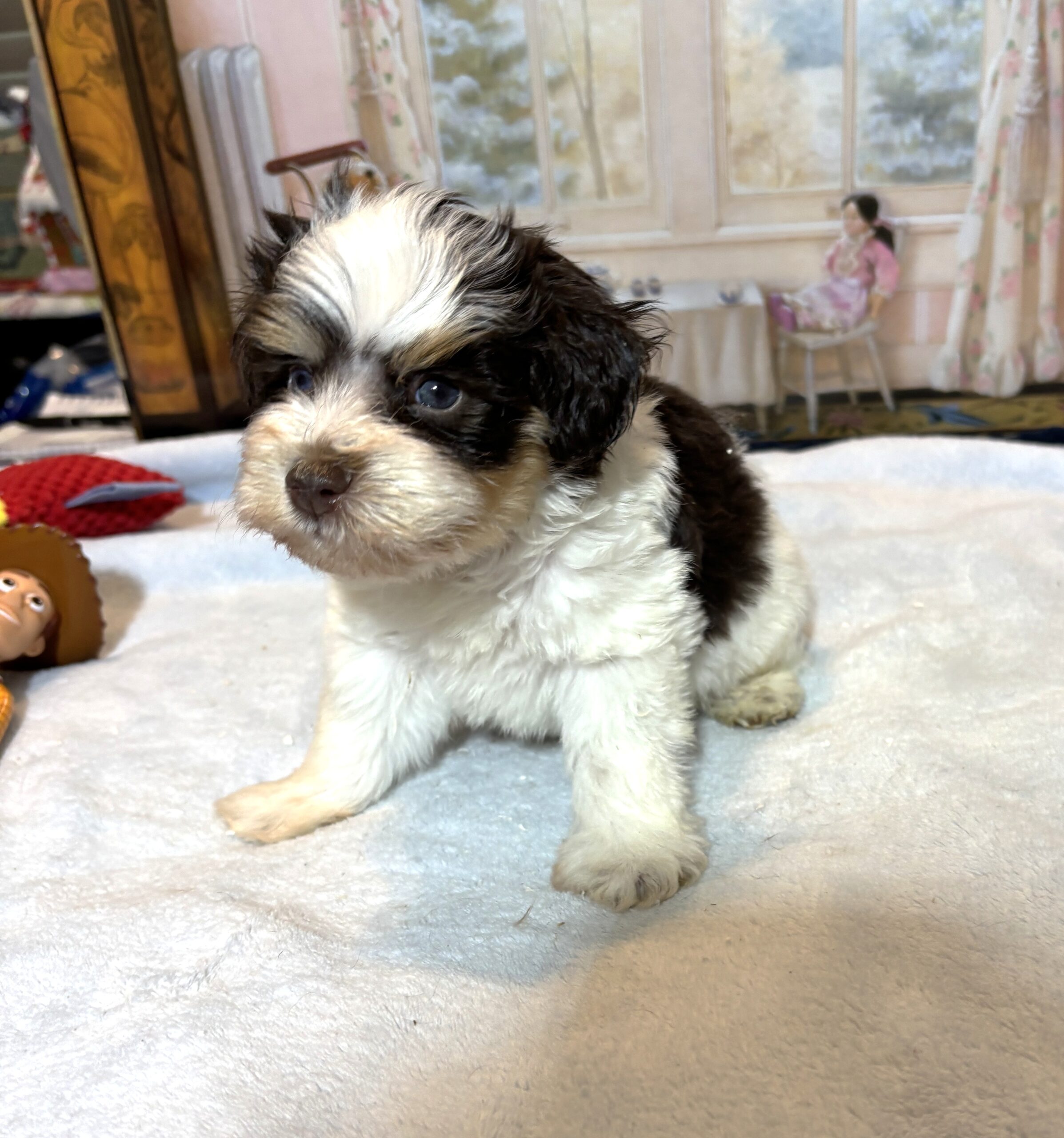 COMET – Schnoodle – Your New Best Friend Starts Here!