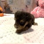 JULIET – Schnoodle – Cuddles that will Make you Smile