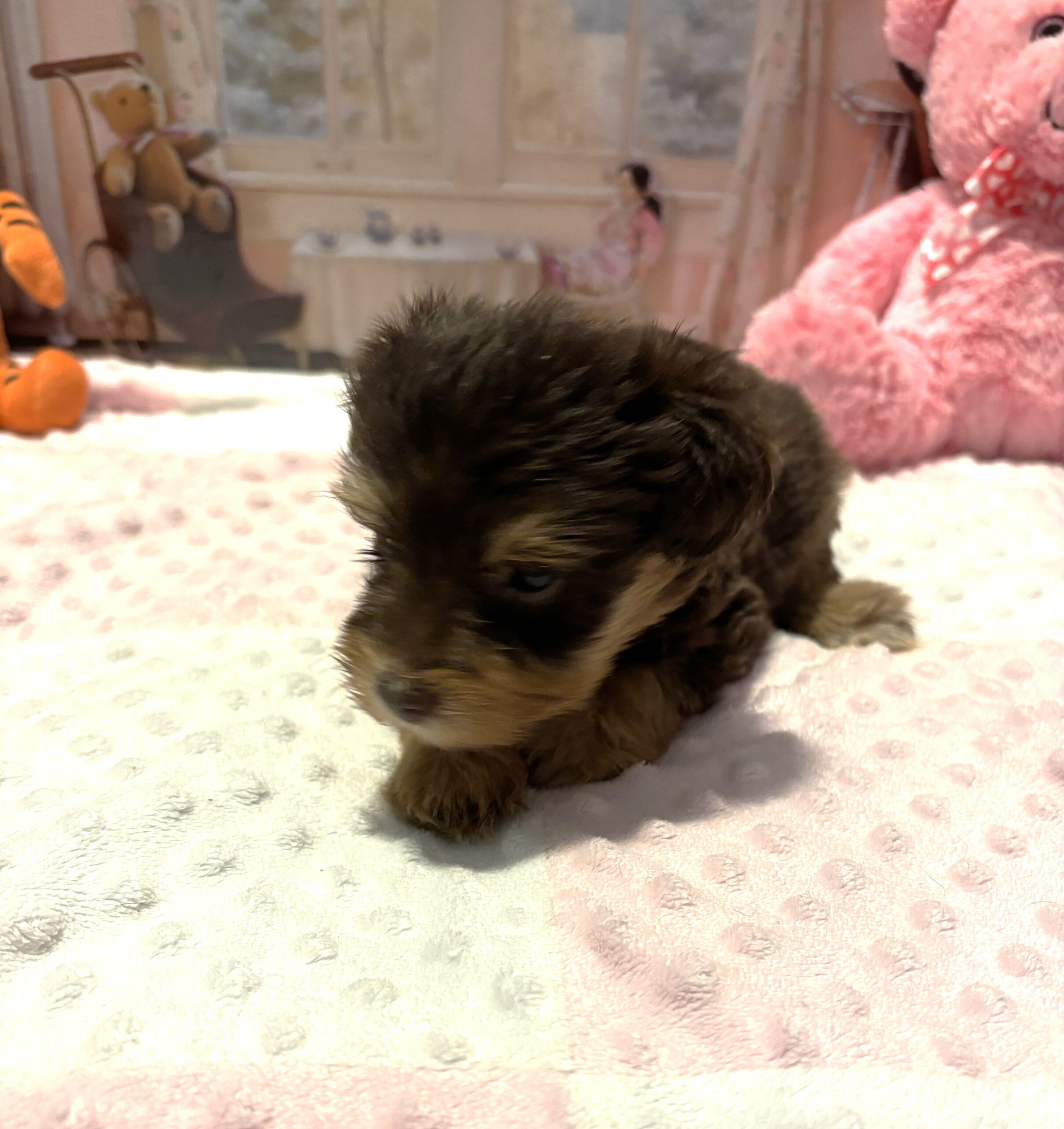 JULIET – Schnoodle – Cuddles that will Make you Smile