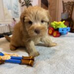 LUCAS – Schnoodle – The Start of Something Beautiful!