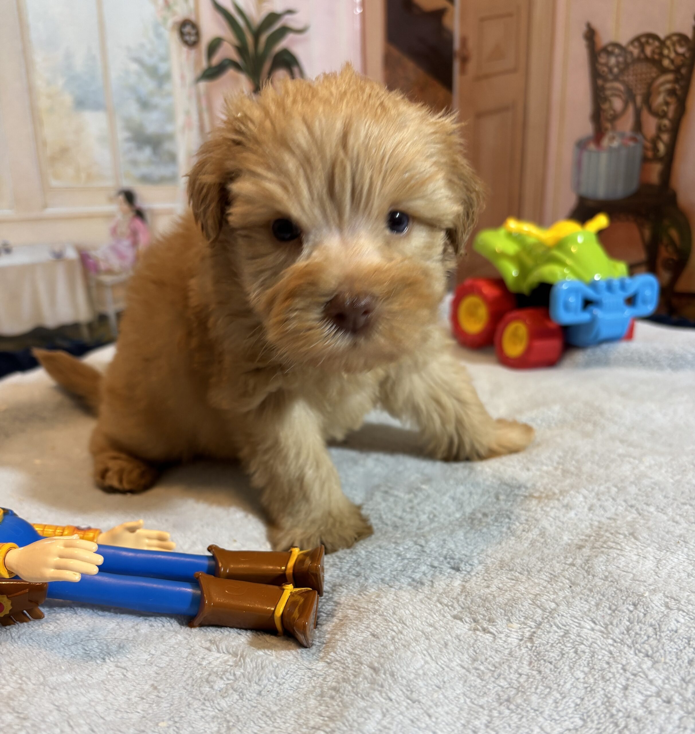 LUCAS – Schnoodle – The Start of Something Beautiful!