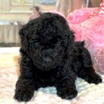 LUNA – F1b Schnoodle – Fluffy, Friendly, and Full of Love