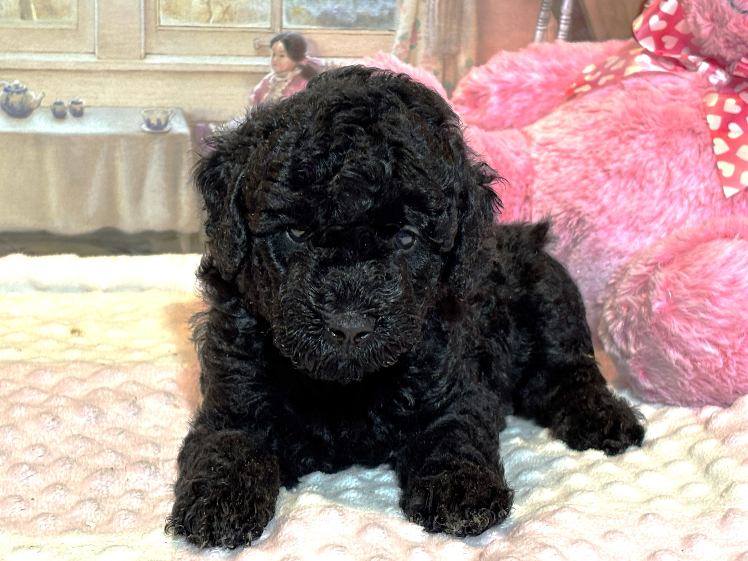 LUNA – F1b Schnoodle – Fluffy, Friendly, and Full of Love