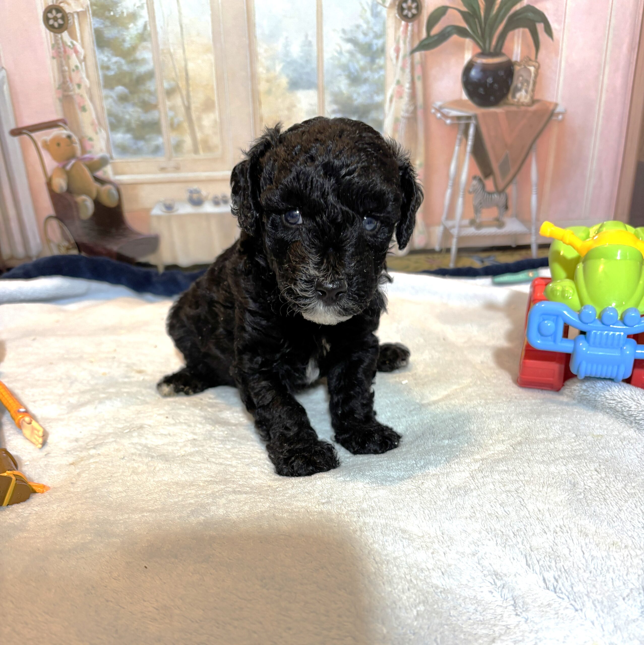 REX – F1b Schnoodle – Puppy Kisses Await!